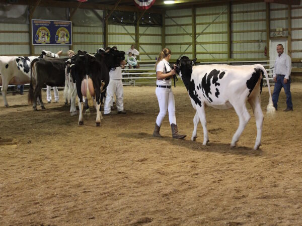 Nourishing-Livestock-for-Showmanship