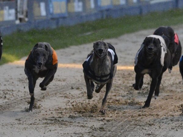 Greyhounds betting exchanges