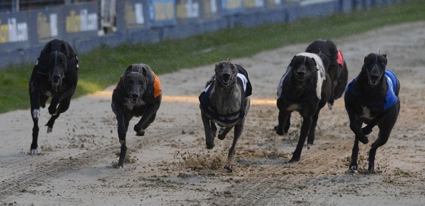 Greyhounds betting exchanges